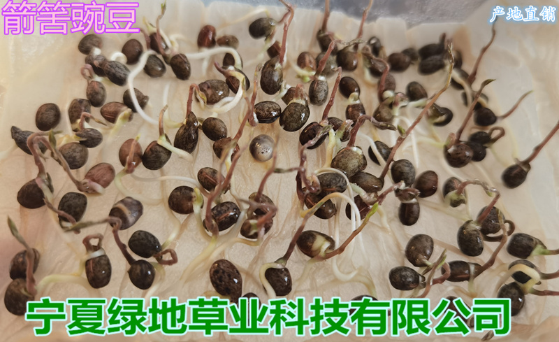 干豌豆  箭筈豌豆野豌豆建设豆黑豌豆麻豌豆优质绿肥种子牧草饲